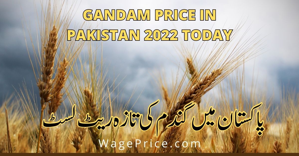 Gandam Price in Pakistan 2022 Today
