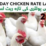 Today Chicken Rate List in Lahore 2022