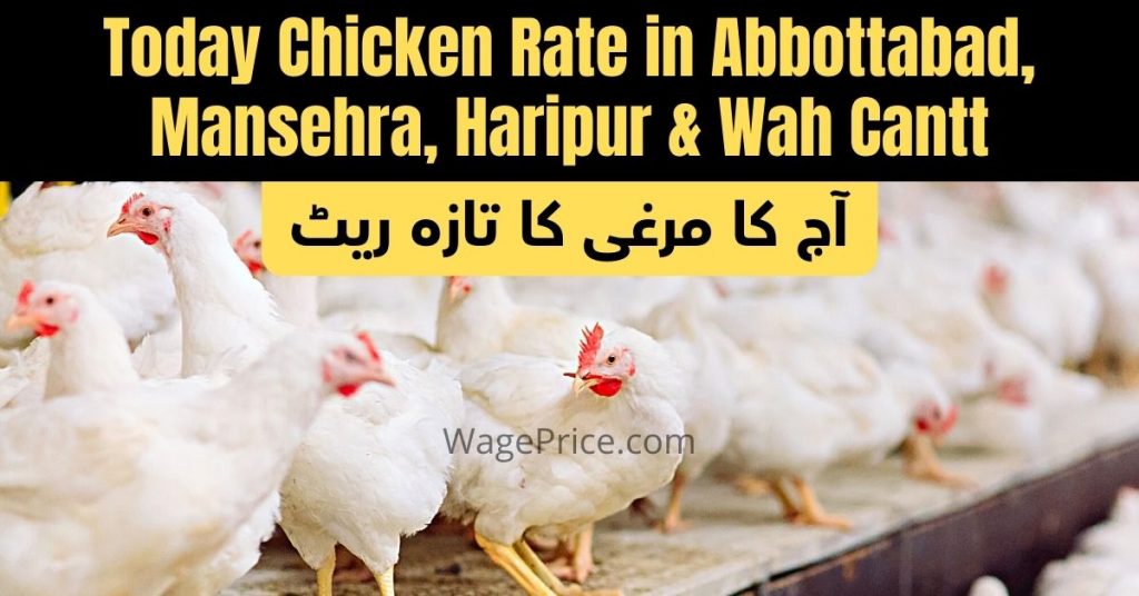 today-chicken-rate-in-abbottabad-mansehra-haripur-wah-cantt-april-2024