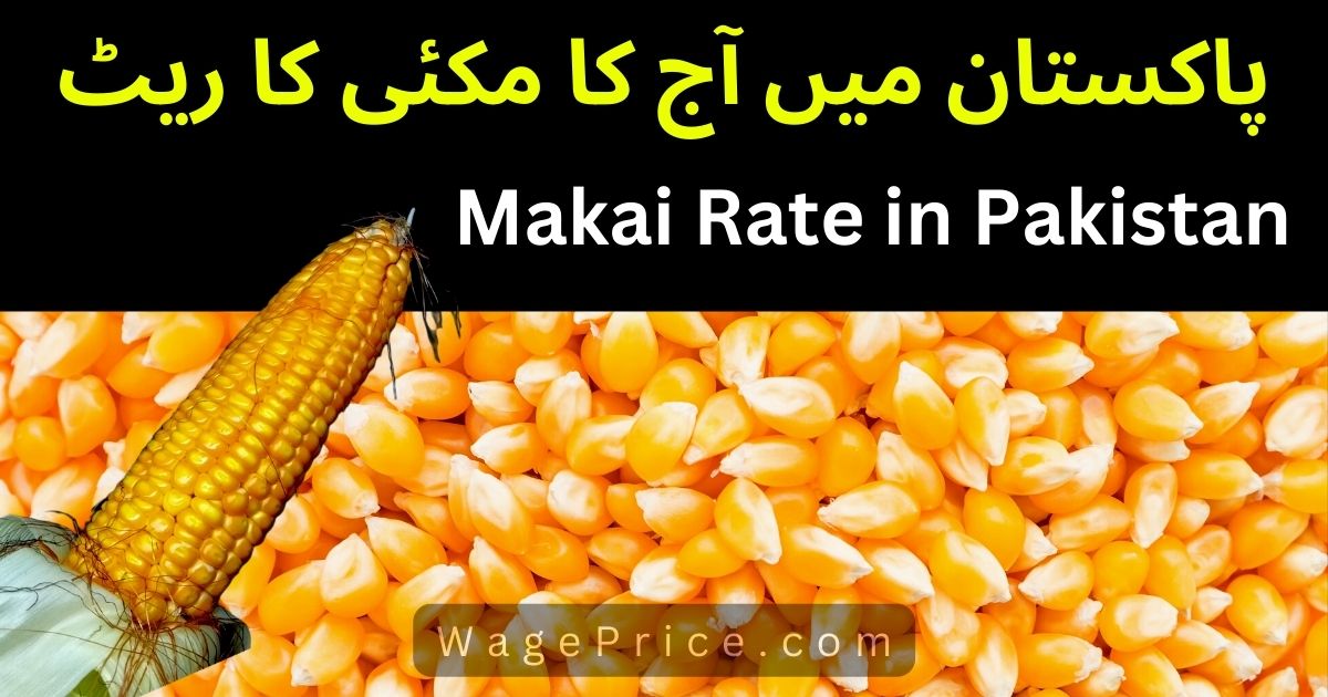 Makai Rate in Pakistan Today | Maize Price in Pakistan 2023[UPDATED]