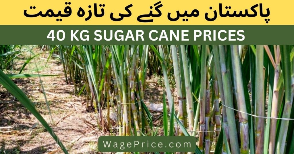 Sugar Cane Rate In Pakistan 2024 40 KG UPDATED sugar-cane-rate-in-pakistan-2024-40-kg-updated