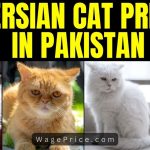 Persian Cat Price in Pakistan 2023, Persian Cat Rate in Pakistan, Pure Persian Cat, White Persian Cat, Persian Triple Coat Kitten, Female Persian Cat, Brown Persian Kitten