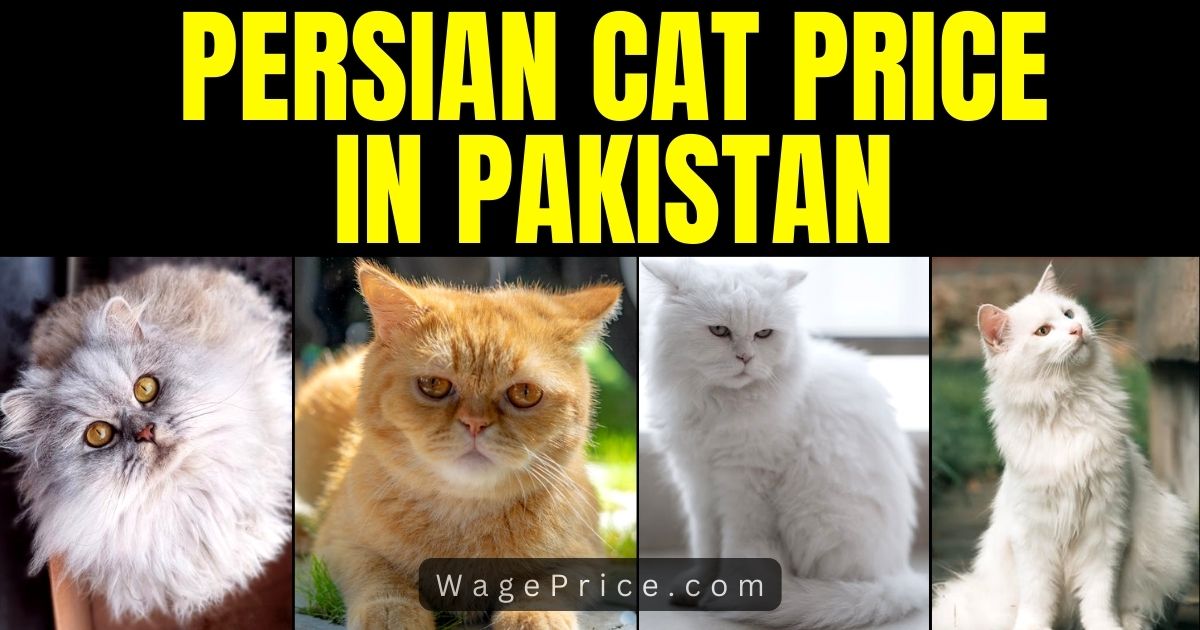 Persian Cat Price in Pakistan 2023, Persian Cat Rate in Pakistan, Pure Persian Cat, White Persian Cat, Persian Triple Coat Kitten, Female Persian Cat, Brown Persian Kitten