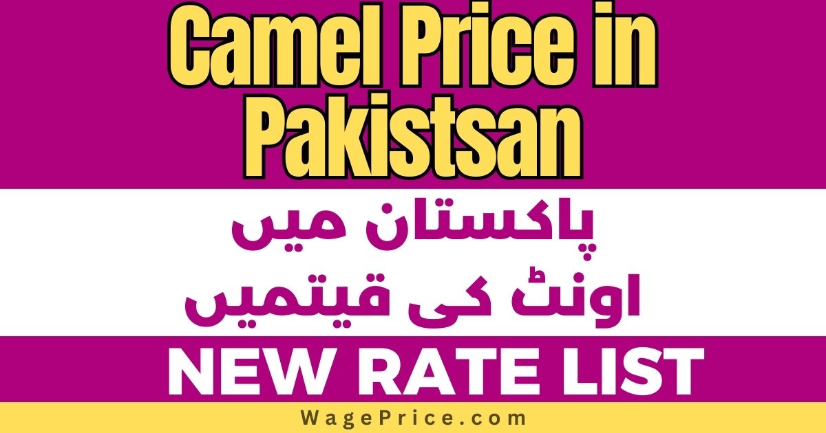 Camel Price in Pakistan 2023 for Qurbani [Eid ul Adha], Camel Rates in Pakistan 2023