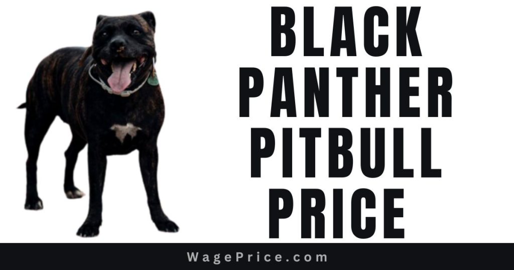 Black Panther Pitbull Price 2024 in USA