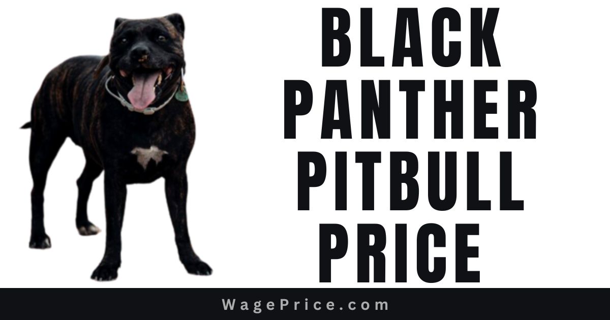Black Panther Pitbull Price 2023 in USA, Black Panther Pitbull Cost in USA